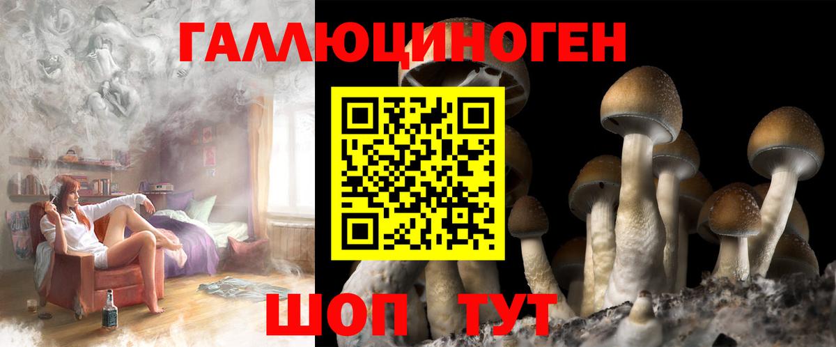 Галлюциногенные грибы Psilocybe Владикавказ